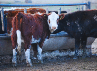 Chile suspendió el ingreso de carne desde la Patagonia por los cambios en una normativa argentina