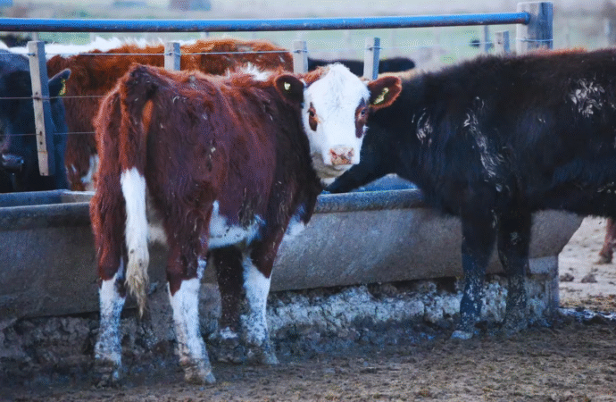 Chile suspendió el ingreso de carne desde la Patagonia por los cambios en una normativa argentina