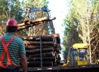 Crean un Comité de Crisis de la Foresto Industria