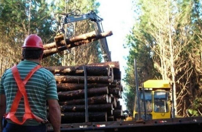 Crean un Comité de Crisis de la Foresto Industria