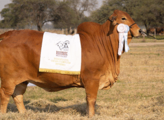 Impactante Alianza en Chaco: vaquilla Brahman cotizó en $ 50 millones y una Brangus en $ 30 millones
