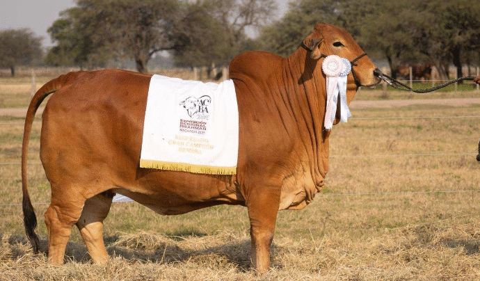 Impactante Alianza en Chaco: vaquilla Brahman cotizó en $ 50 millones y una Brangus en $ 30 millones