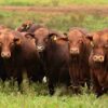 Destacado remate en Curuzú Cuatiá con buen plantel de Brangus colorados