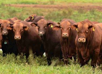 Destacado remate en Curuzú Cuatiá con buen plantel de Brangus colorados
