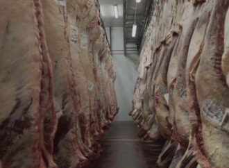 La tipificación bovina ya alcanza al 95% de la faena nacional