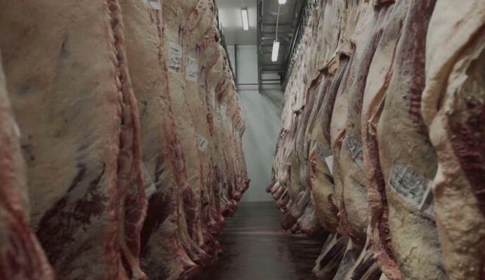 La tipificación bovina ya alcanza al 95% de la faena nacional