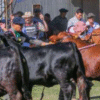 Expo Brangus del Ñandubay en Curuzú Cuatiá