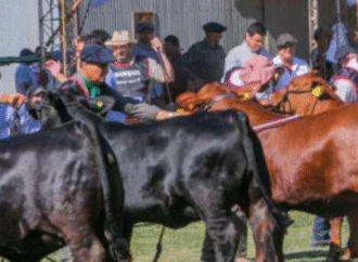 Expo Brangus del Ñandubay en Curuzú Cuatiá