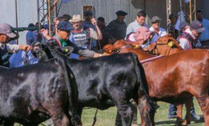 Expo Brangus del Ñandubay en Curuzú Cuatiá