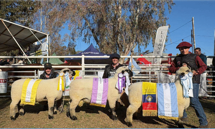 Hampshire Down no deja de sorprender y apareció el “Mastantuono” de la raza ovina