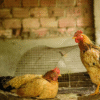 Nuevo caso de influenza en Entre Ríos en aves traspatio sin incidencia en la actual suspensión de exportaciones