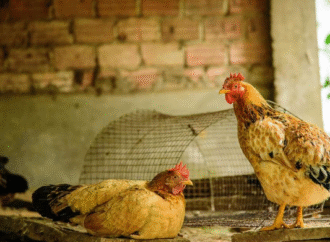 Nuevo caso de influenza en Entre Ríos en aves traspatio sin incidencia en la actual suspensión de exportaciones