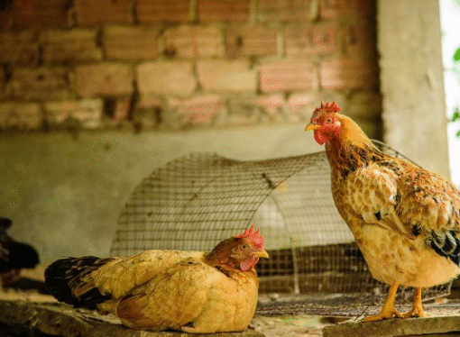 Nuevo caso de influenza en Entre Ríos en aves traspatio sin incidencia en la actual suspensión de exportaciones