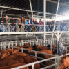 Punto Cañuelas: precios firmes pero con altibajos en el MAG