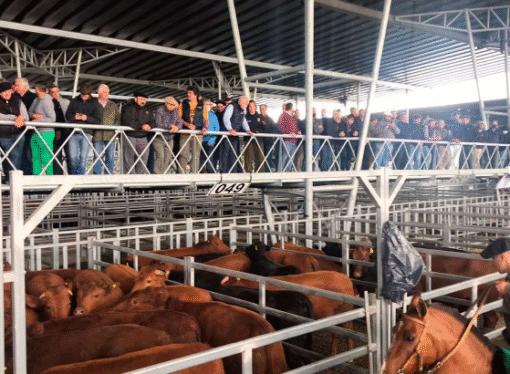 Punto Cañuelas: precios firmes pero con altibajos en el MAG