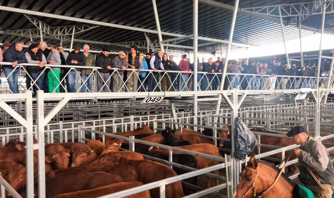Punto Cañuelas: precios firmes pero con altibajos en el MAG
