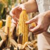 Día del Agricultor y del Productor Agropecuario: por qué se celebra el 8 de septiembre