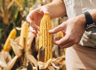 Día del Agricultor y del Productor Agropecuario: por qué se celebra el 8 de septiembre