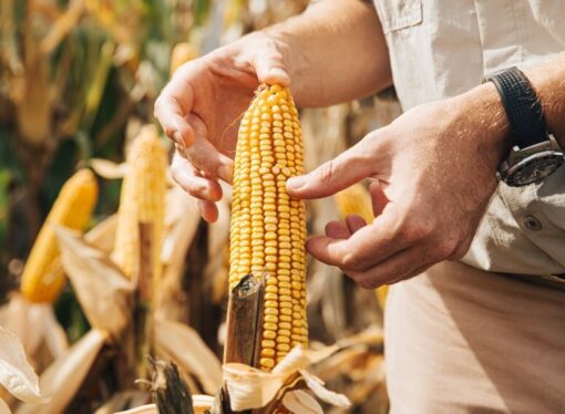 Día del Agricultor y del Productor Agropecuario: por qué se celebra el 8 de septiembre
