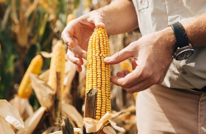 Día del Agricultor y del Productor Agropecuario: por qué se celebra el 8 de septiembre