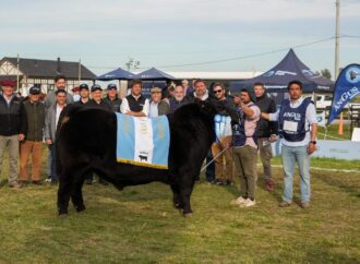 El camino de los campeones: los Angus eligieron sus reyes y reinas de la primavera