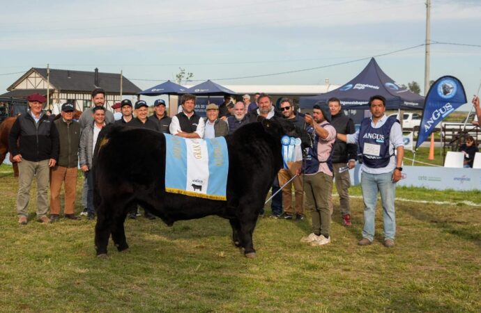 El camino de los campeones: los Angus eligieron sus reyes y reinas de la primavera