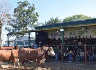 Arranca la Expo Rural de Curuzú Cuatiá con gran presencia de bovinos, ovinos y equinos