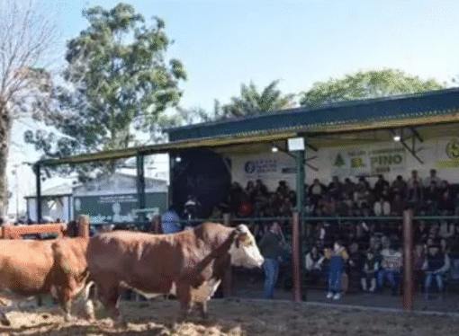 Arranca la Expo Rural de Curuzú Cuatiá con gran presencia de bovinos, ovinos y equinos