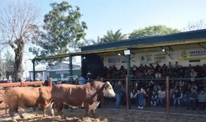 Arranca la Expo Rural de Curuzú Cuatiá con gran presencia de bovinos, ovinos y equinos