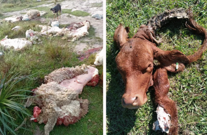 “Esa gente anda armada”: alarma entre productores por robos y faena ilegal de hacienda en una frontera caliente con Brasil