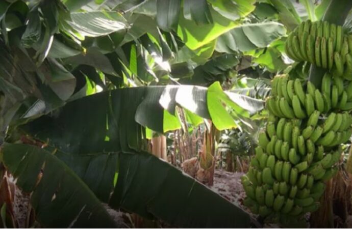 Una helada tardía agravó la crisis productiva en Formosa