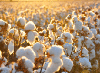 Un nuevo camino tecnológico potencia a la cadena productiva del algodón