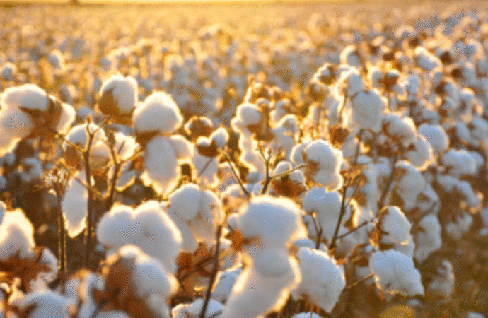 Un nuevo camino tecnológico potencia a la cadena productiva del algodón