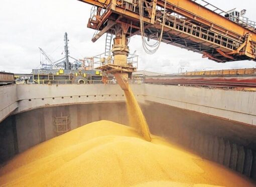 Las exportaciones de trigo fueron récord en agosto con más de 790 mil toneladas embarcadas