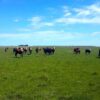 El campo correntino se alista para nuevas exposiciones