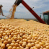 En agosto ingreso un 25% menos de divisas por el agro respecto a julio