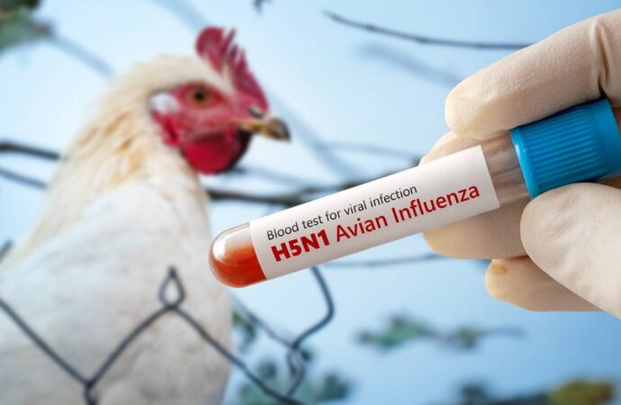 El Senasa aclara que el brote de influenza aviar de Entre Ríos está cerrado y controlado