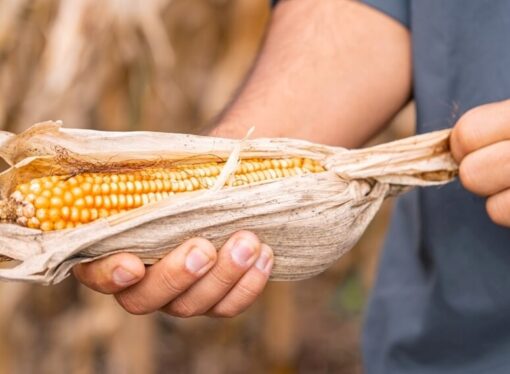 El maíz va por una campaña histórica: por primera vez, podría superar los 60 millones de toneladas