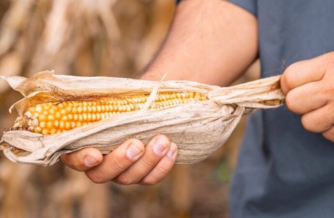 El maíz va por una campaña histórica: por primera vez, podría superar los 60 millones de toneladas