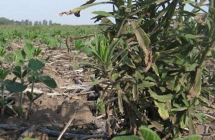 Un mapa que crece y preocupa: hay 25,8 millones de hectáreas con malezas resistentes o tolerantes