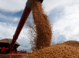 Por la mejora del precio, la comercialización de soja avanza más rápido que la de maíz