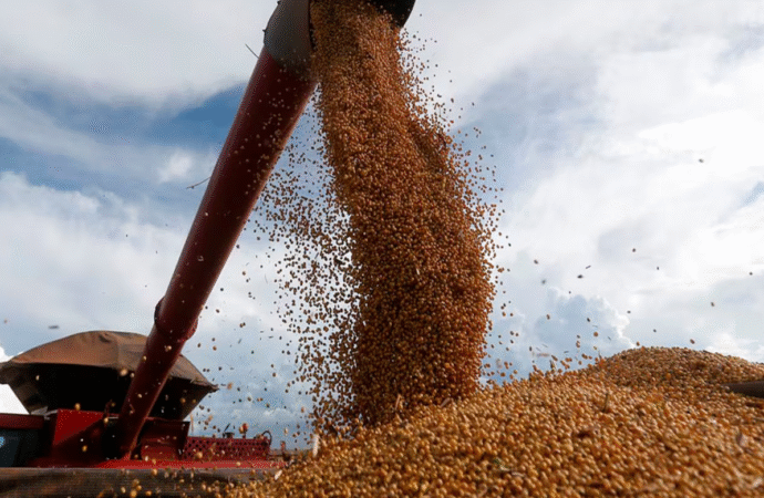 Por la mejora del precio, la comercialización de soja avanza más rápido que la de maíz
