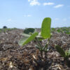 Por el avance del maíz y el girasol, la soja pierde terreno: se sembrarán 800.000 hectáreas menos