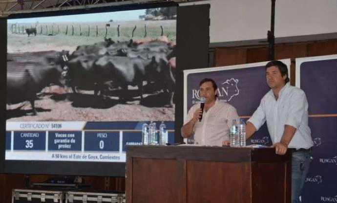 Corrientes marca tendencia en Goya con el ternero a $ 4.710 y el novillo $ 3.720