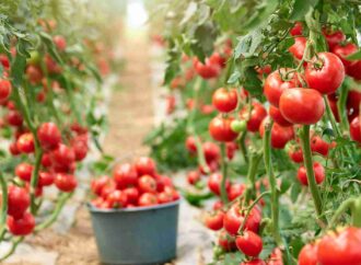 Productores de tomate en Corrientes atraviesan grave crisis económica