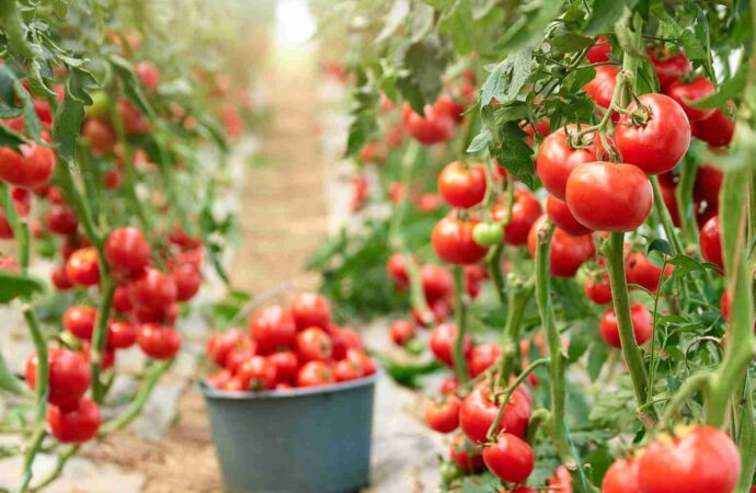 Productores de tomate en Corrientes atraviesan grave crisis económica