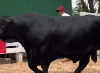 Histórico Brangus en Chaco: se remataron un toro por $180 millones y una vaquillona por $ 70 millones el 50%