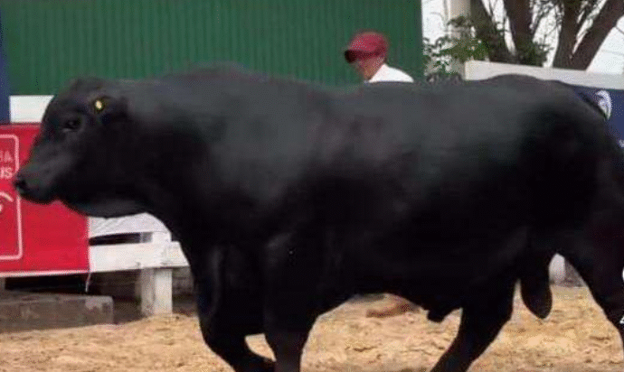 Histórico Brangus en Chaco: se remataron un toro por $180 millones y una vaquillona por $ 70 millones el 50%
