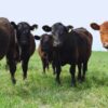 Pastoreo en alfalfa: el INTA reveló las pautas para elevar hasta 30% la producción de carne