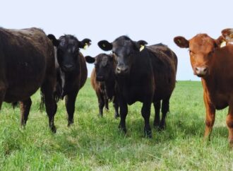 Pastoreo en alfalfa: el INTA reveló las pautas para elevar hasta 30% la producción de carne